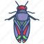 cicadidae 