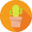 cacti, cactus, cactus plant, desert, desert cactus, plant 