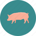 agriculture, agronomy, farming, pig, swine