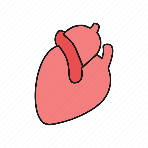 Anatomy, cardiology, cardiovascular, heart icon - Download on Iconfinder