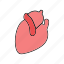 anatomy, cardiology, cardiovascular, heart 