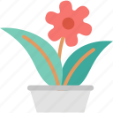 flowerpot, plant, nature