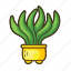 cactus, plant, tree, pot, succulent, garden, cacti 