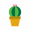 botanical, cacti, cactus, plant, pot, potted, succulent