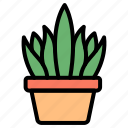 succulent, pot, garden, botanical, plant, decor, green