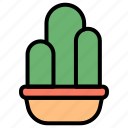 cactus, succulent, pot, garden, botanical, plant, green