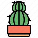 cactus, succulent, pot, garden, botanical, plant, thorn