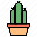 cactus, pot, garden, botanical, plant, thorn, succulent