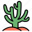 cactus, succulent, botanical, plant, land, desert, green 