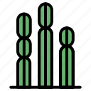 cactus, succulent, botanical, plant, tree, green, desert