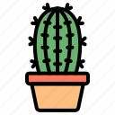 cactus, pot, plant, succulent, botanical, garden, thorn