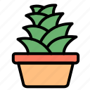 succulent, pot, garden, botanical, plant, green, decor