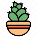 cactus, pot, garden, botanical, plant, thorn, succulent