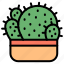 cactus, pot, garden, botanical, plant, thorn, succulent 