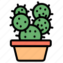 cactus, succulent, pot, garden, botanical, plant, thorn