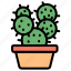 cactus, succulent, pot, garden, botanical, plant, thorn 