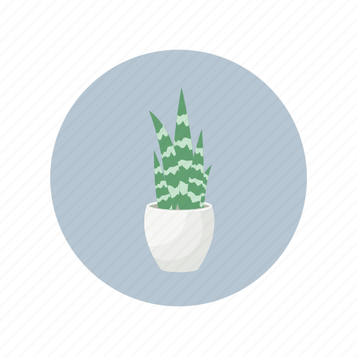 Cactus, desert, plant, pot, succulent icon - Download on Iconfinder
