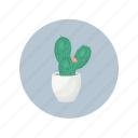 cactus, desert, plant, pot, succulent