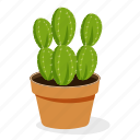 ecology, houseplant decoration, indoor plant, opuntia plant, ornamental plant, potted plant