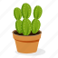 ecology, houseplant decoration, indoor plant, opuntia plant, ornamental plant, potted plant 