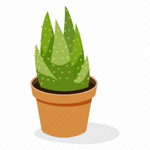 Echeveria plant, ecology, houseplant decoration, indoor plant, ornamental plant, potted plant icon - Download on Iconfinder