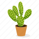 ecology, houseplant decoration, indoor plant, opuntia plant, ornamental plant, potted plant