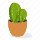 ecology, ferocactus plant, houseplant decoration, indoor plant, ornamental plant, potted plant