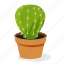 cactus, ecology, ferocactus plant, houseplant decoration, indoor plant, ornamental plant, potted plant 