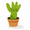 ecology, houseplant decoration, indoor plant, ornamental plant, potted plant, prickly pear