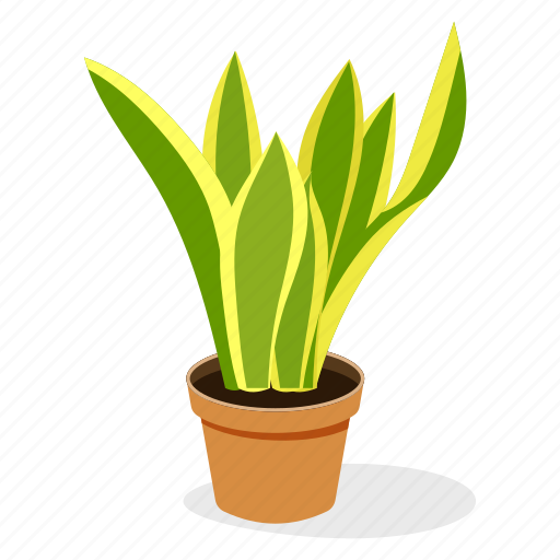 Ecology, houseplant decoration, indoor plant, ornamental plant, potted plant, snake plant icon - Download on Iconfinder