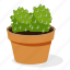 ball cactus plant, ecology, houseplant decoration, indoor plant, ornamental plant, potted plant 