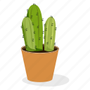cactus plant, ecology, houseplant decoration, indoor plant, ornamental plant, potted plant