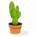 astrophytum plant, ecology, houseplant decoration, indoor plant, ornamental plant, potted plant