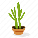 cactus plant, ecology, houseplant decoration, indoor plant, ornamental plant, potted plant