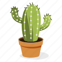astrophytum plant, ecology, houseplant decoration, indoor plant, ornamental plant, potted plant