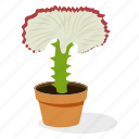 ecology, gymnocalycium plant, houseplant decoration, indoor plant, ornamental plant, potted plant
