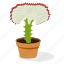 ecology, gymnocalycium plant, houseplant decoration, indoor plant, ornamental plant, potted plant 