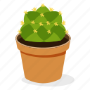 ball cactus plant, ecology, houseplant decoration, indoor plant, ornamental plant, potted plant