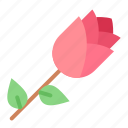 rose, flower, breast cancer, awareness day, cancer awareness, cancer, world cancer day, love, plant