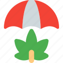 umbrella, cannabis, cannabidiol