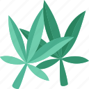 hemp, cannabis, leaves, herbal, medicinal