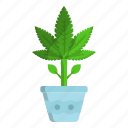 cannabis, marijuana, drug, weed, plant, growth, production