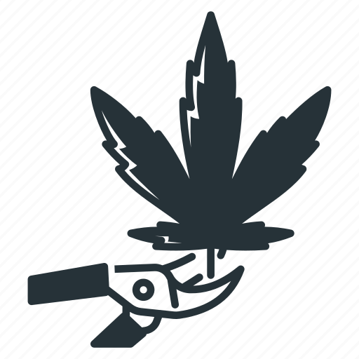 Harvesting, cannabis, clipping, leaf, marijuana, shears, trimming icon - Download on Iconfinder