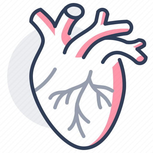 Heart, transplant, medical, cardiovascular, organ icon - Download on Iconfinder