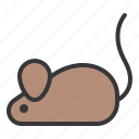 animal, mouse, rat