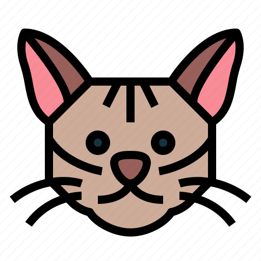 Singapura, cat, breeds, animal, pet icon - Download on Iconfinder