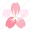 sakura, cherry, blossoms, spring, flower, bloom, blooming 