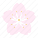 sakura, cherry, blossoms, spring, flower, bloom, blooming