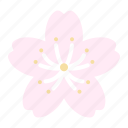 sakura, cherry, blossoms, spring, flower, bloom, blooming