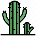 cactus, desert, botanical, environment, plant